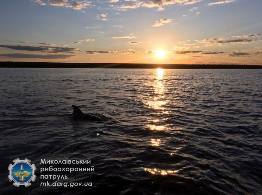 Под Николаевом в реку заплыл краснокнижный дельфин. Видео