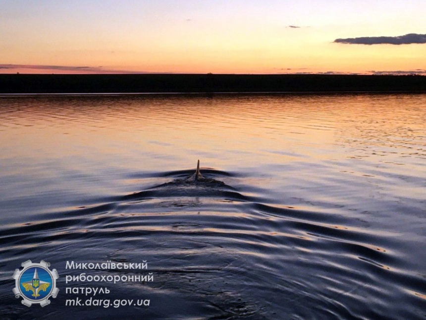 Под Николаевом в реку заплыл краснокнижный дельфин. Видео