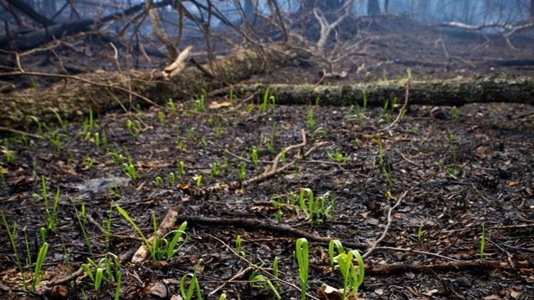 В зоне отчуждения Чернобыльской АЭС на пепелищах пробивается трава