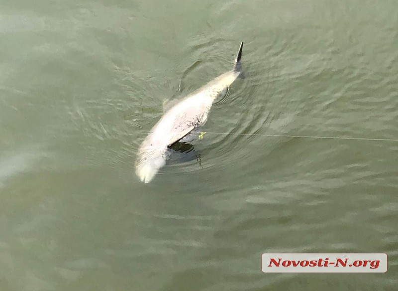 В реке у набережной Николаева нашли мертвого дельфина