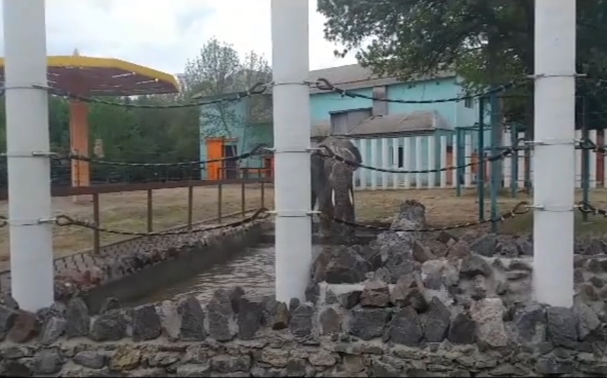 В Николаевском зоопарке показали, как купаются слоны. Видео