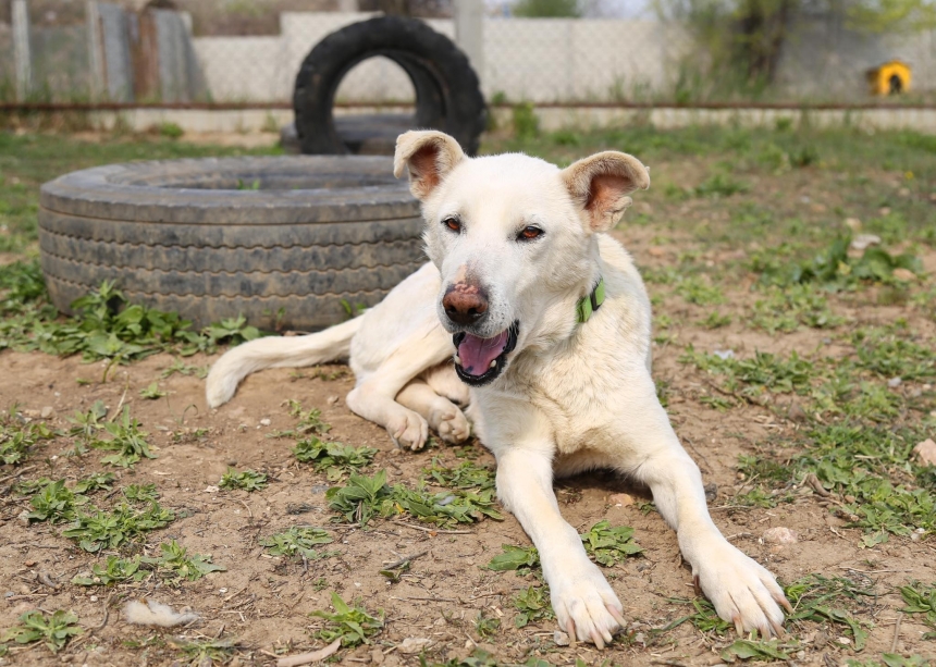 За апрель николаевцы забрали в дом 32 собаки с КП «Центр защиты животных»