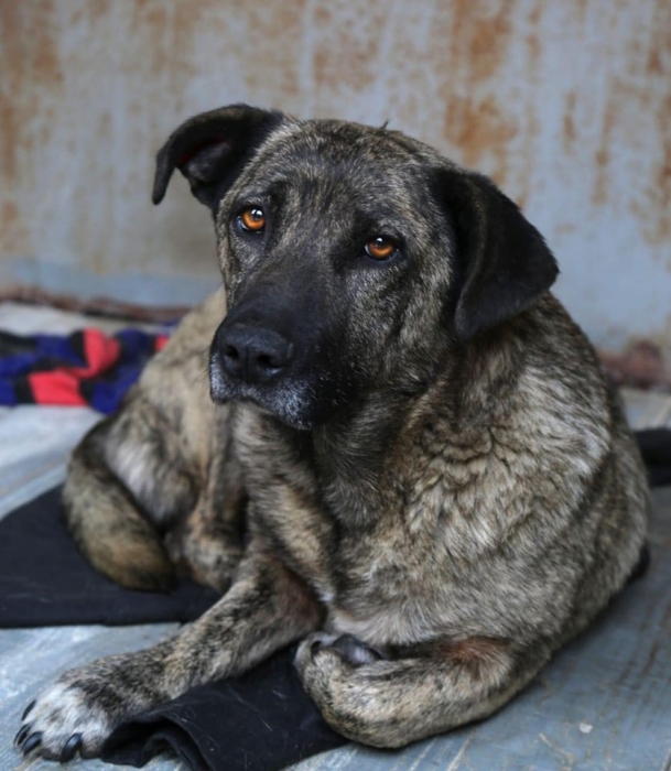 За апрель николаевцы забрали в дом 32 собаки с КП «Центр защиты животных»