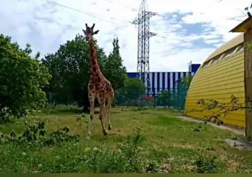 В Николаевском зоопарке жираф Логан вышел на прогулку во внешний вольер. ВИДЕО