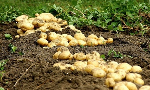 Нидерланды продали промышленный картофель в Украину, когда должны были его утилизировать