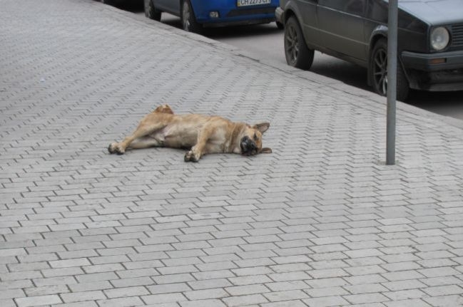 Труп собаки в центре Севастополя