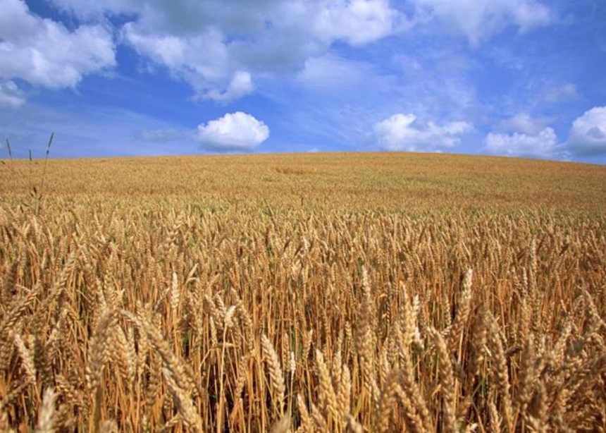 В Николаевской области площадь сельскохозяйственных земель составляет почти 2 млн гектаров