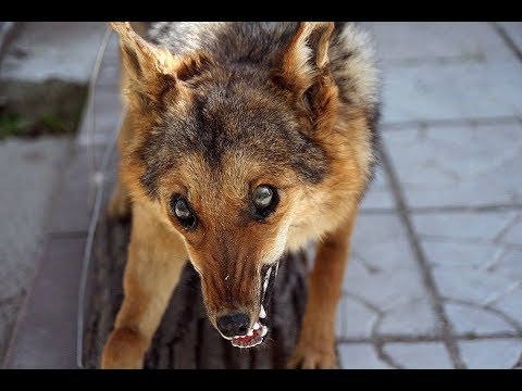 Бешенство на Николаевщине: семью искусала собака, на которую напала бешеная лисица