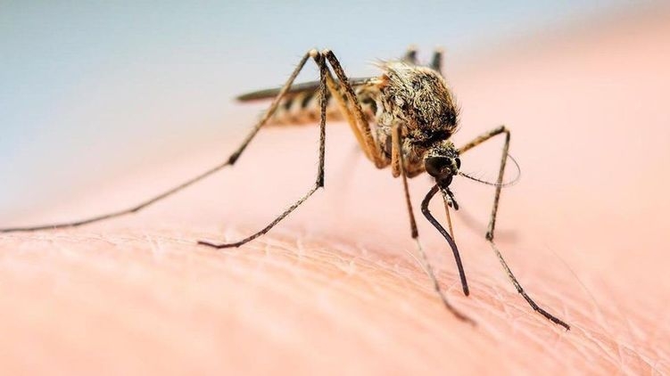В Минздраве заверили украинцев, что комары и мухи не переносят коронавирус