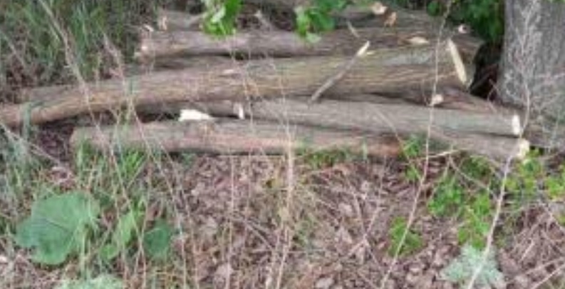 На Николаевщине «лесорубы» незаконно срубили 20 деревьев