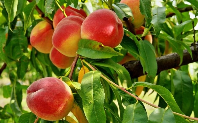 Украина в этом году останется без персиков и абрикос, зато с хорошим урожаем яблок