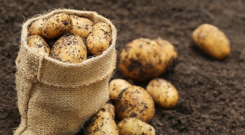В Украину начали завозить технический картофель из стан ЕС
