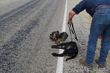 Горюющий пес охранял тело своей сестры, погибшей под колесами авто