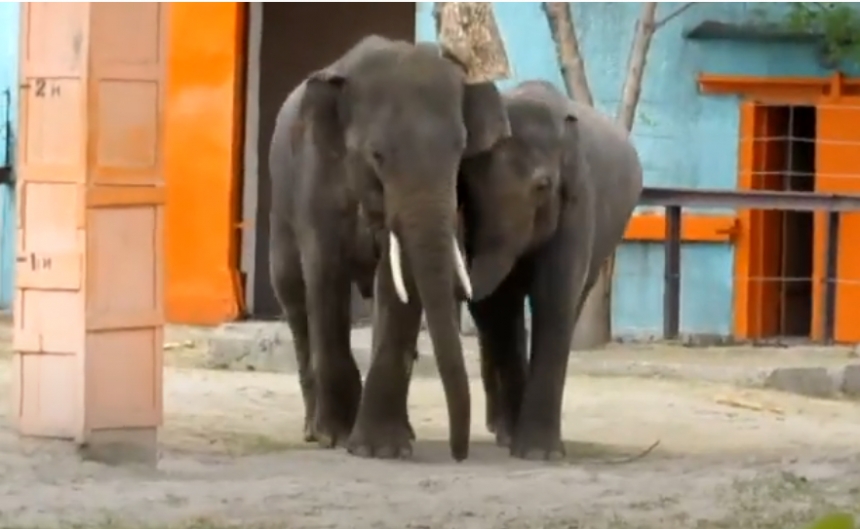 Юннат показал на видео наблюдения за слонами, живущими в зоопарке Николаева