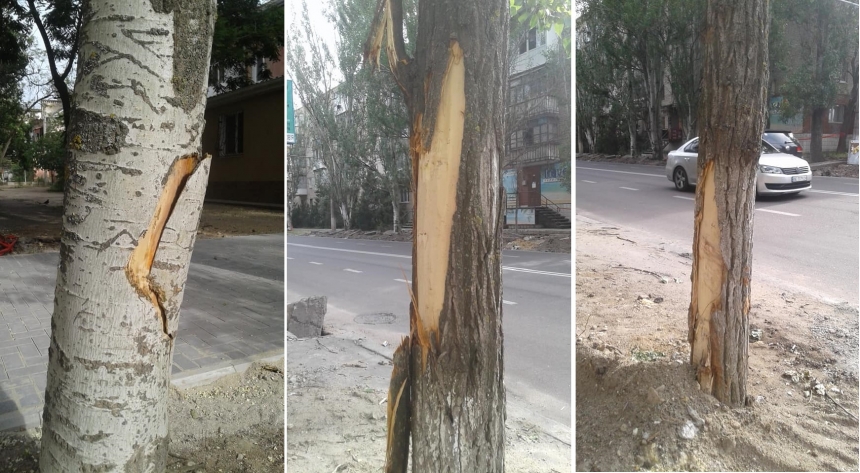 В Николаеве при реконструкции перекрестка подрядчик повредил 19 деревьев - ущерб более 21 тыс грн