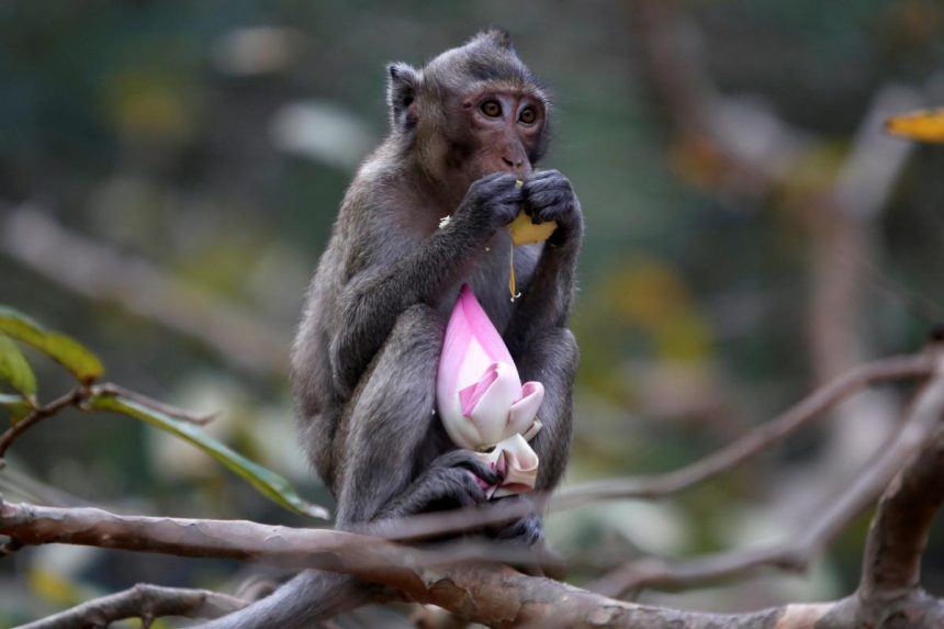 В Индии стая обезьян украла из лаборатории образцы крови пациентов с коронавирусом. ВИДЕО