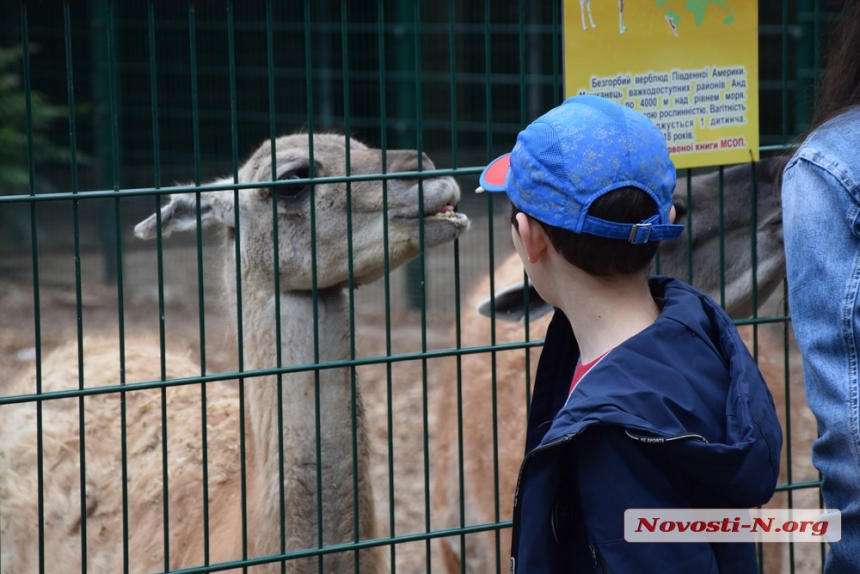 Смех и восторг: как Николаевский зоопарк собрал «аншлаг» на День защиты детей. ФОТОРЕПОРТАЖ 