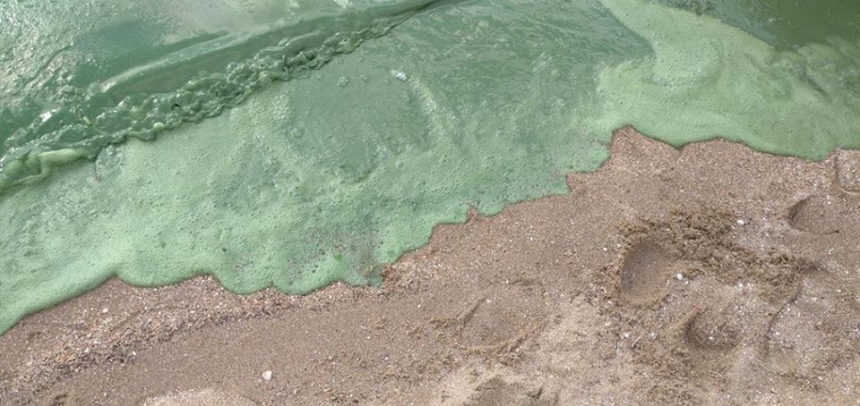 Вода на пляже в Николаеве окрасилась в ядовито-зеленый цвет. ФОТО