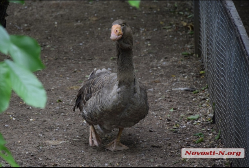 В Николаевском зоопарке появились бойцовые гуси. ВИДЕО