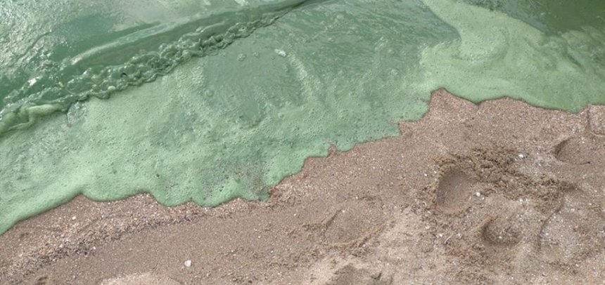 Зеленая вода на пляже в Николаеве: экологи установили причину