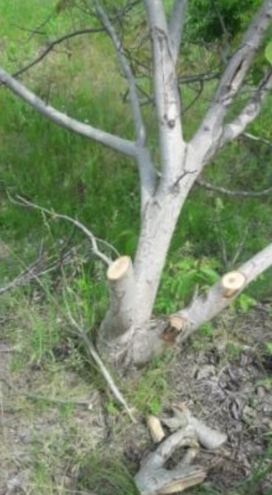 На Николаевщине между двумя садами неизвестные повредили 47 деревьев