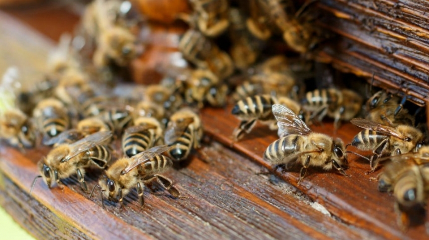 В Николаевской области массовый мор пчел – погибло 70% пасеки