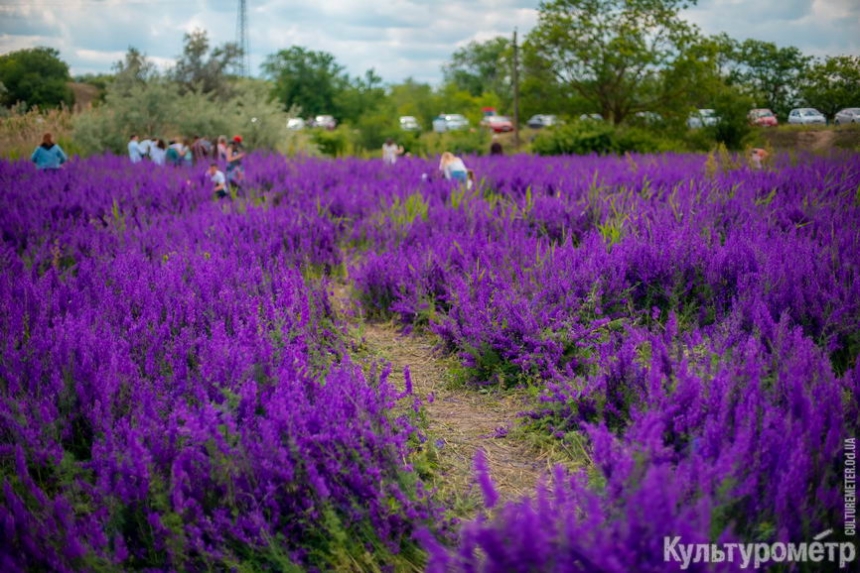 Под Одессой толпы людей рвали и вытаптывали цветы на уникальном фиолетовом поле