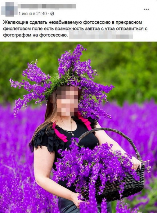 Под Одессой толпы людей рвали и вытаптывали цветы на уникальном фиолетовом поле