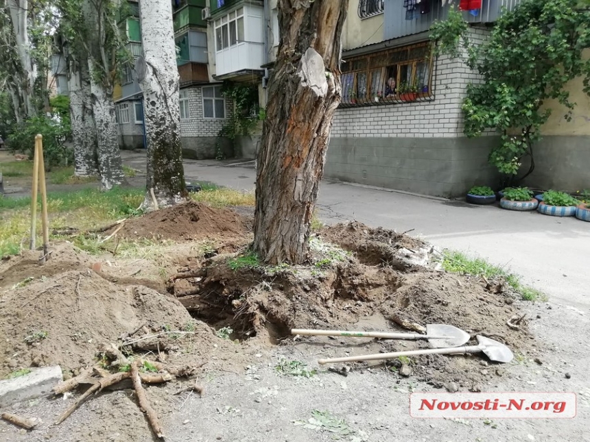 В Николаеве незаконно рубят дерево — освобождают место под парковку