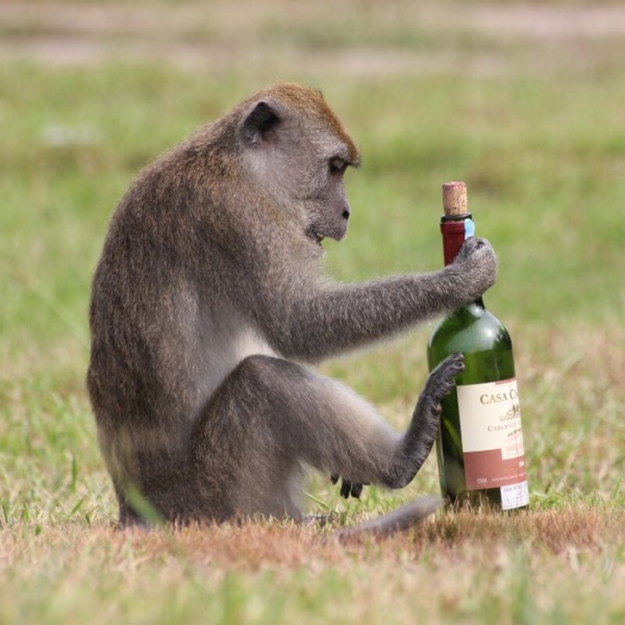 Алкозависимая обезьяна убила человека из-за закончившегося спиртного