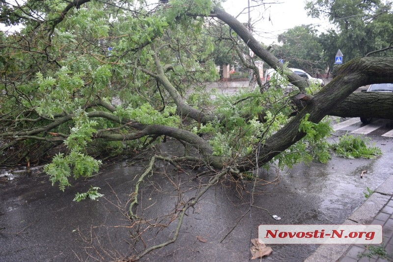 В Николаеве на проезжавший автомобиль рухнуло огромное дерево: улица перекрыта