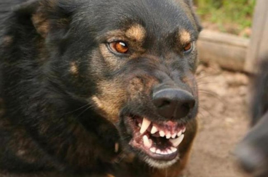 В Первомайске бешеная домашняя собака покусала трех человек