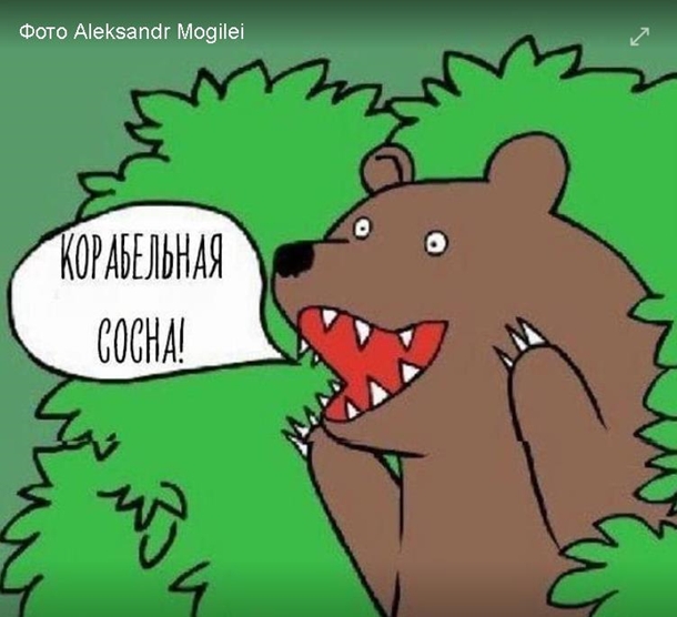«Сосны есть?»: пользователи сети ответили фотожабами на видеоскандал в Николаеве