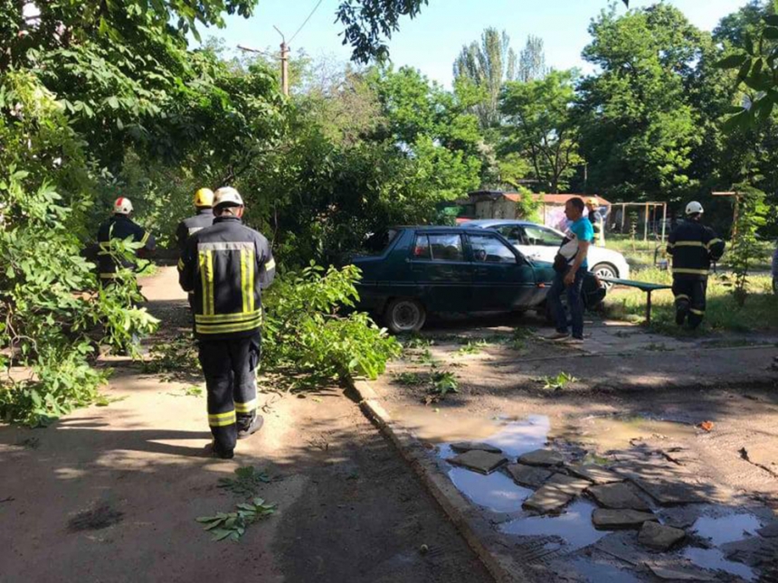 Дерево упало на припаркованный автомобиль в Николаеве 