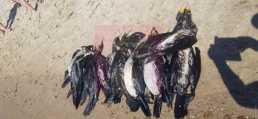 На Одесчине массово гибнут птицы: экологи назвали версии мора