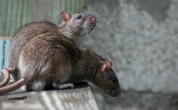 Из-за карантина крысы начали поедать друг друга и залезать к людям в дома