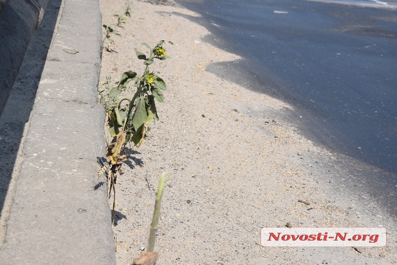 В Николаеве на аварийном мосту расцветают подсолнухи