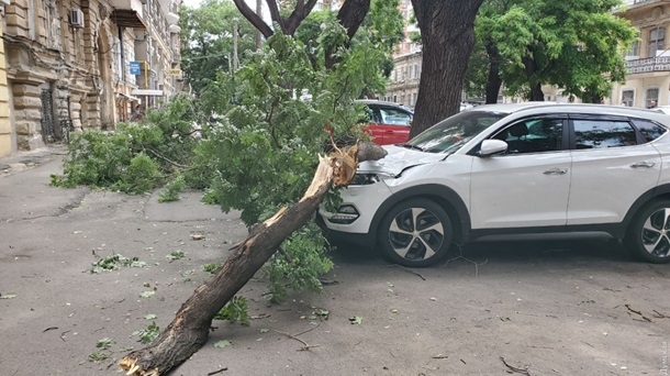 В Одессе ветер повалил десятки деревьев, пострадали два человека