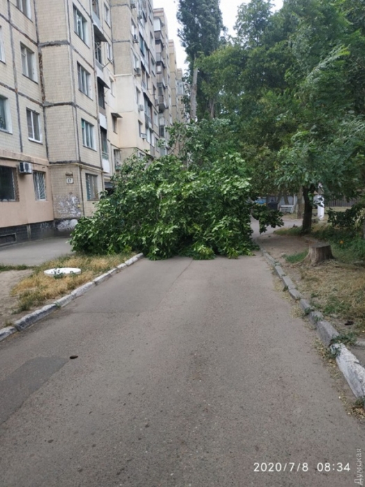 В Одессе ветер повалил десятки деревьев, пострадали два человека