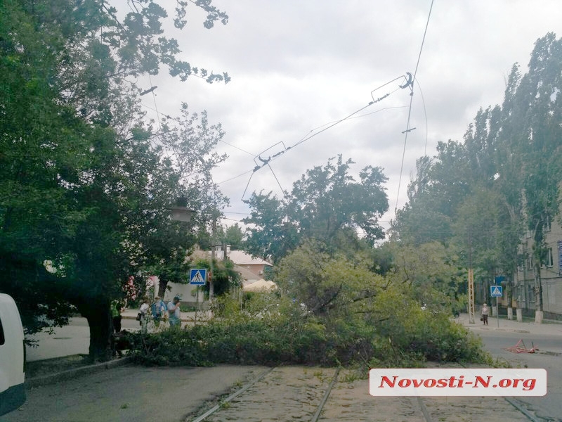 В центре Николаева упавшая ветка дерева оборвала провода контактной сети трамваев