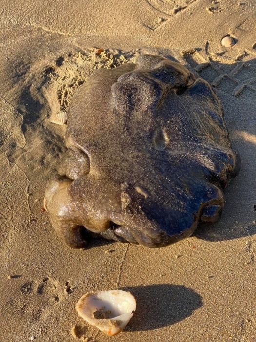 В Австралии нашли неопознанное морское существо