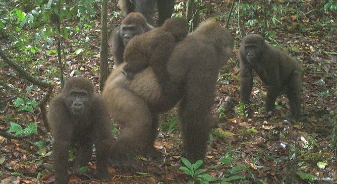 Людям удалось снять самых редких в мире горилл