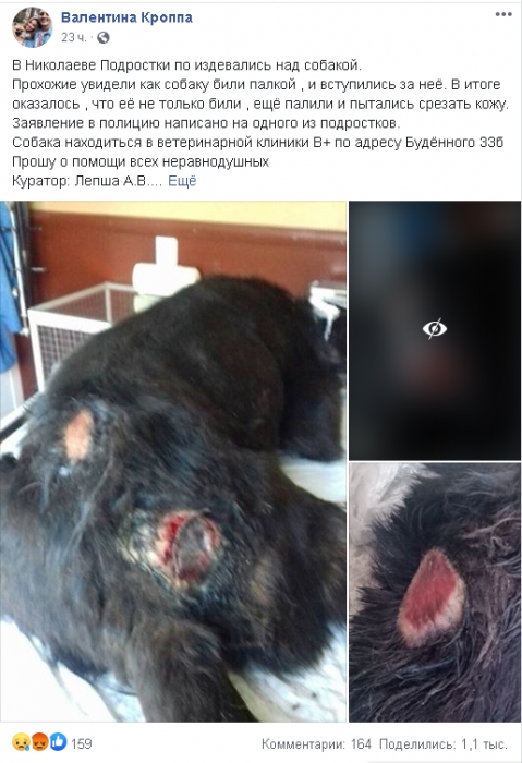 В сети аферисты собирают деньги на собаку, с которой «николаевские дети срезали шкуру»