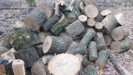 На Николаевщине трое мужчин могут лишиться свободы за спил 58 деревьев