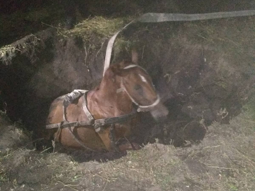 На Николаевщине лошадь упала в заброшенный трехметровый колодец