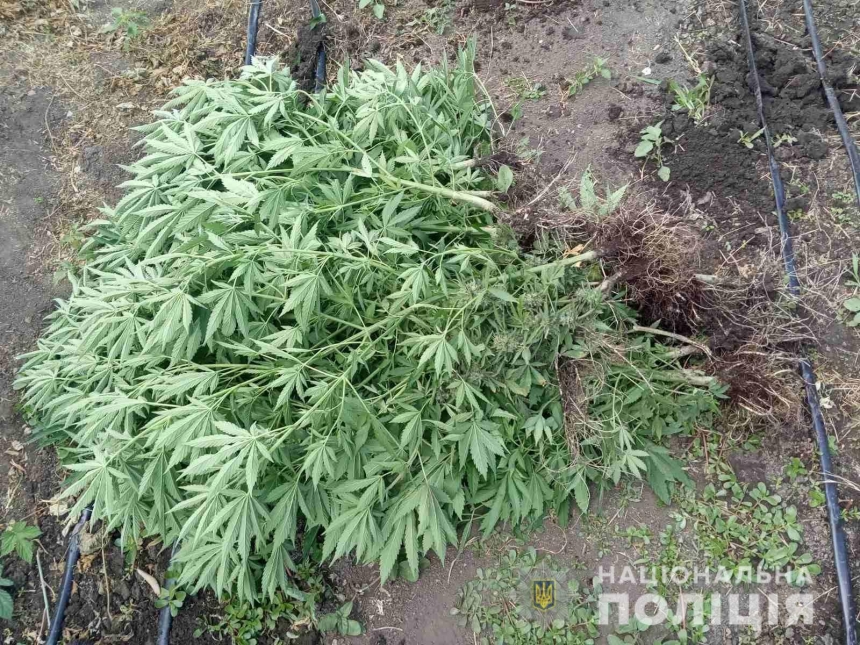 На Николаевщине мужчина вырастил 65 кустов конопли
