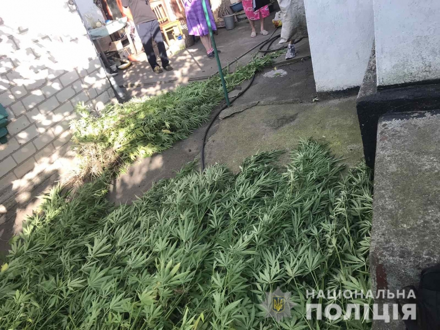 Полицейские изъяли у мужчины 60 кустов конопли, выращенной на огороде