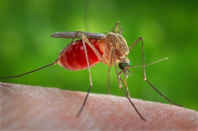Ученые оценили возможность заражения COVID-19 от комаров