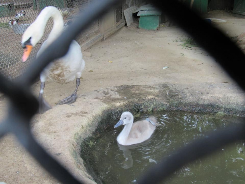 Сервалы, макаки и змеи — летний «бэби-бум» в Николаевском зоопарке