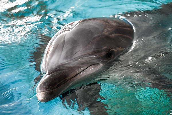 В дельфинарии расчленили дельфина